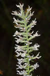 Pinkscale blazing star